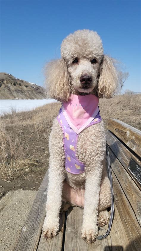 princess bambie|Princess Bambi enjoying some sun : r/poodles